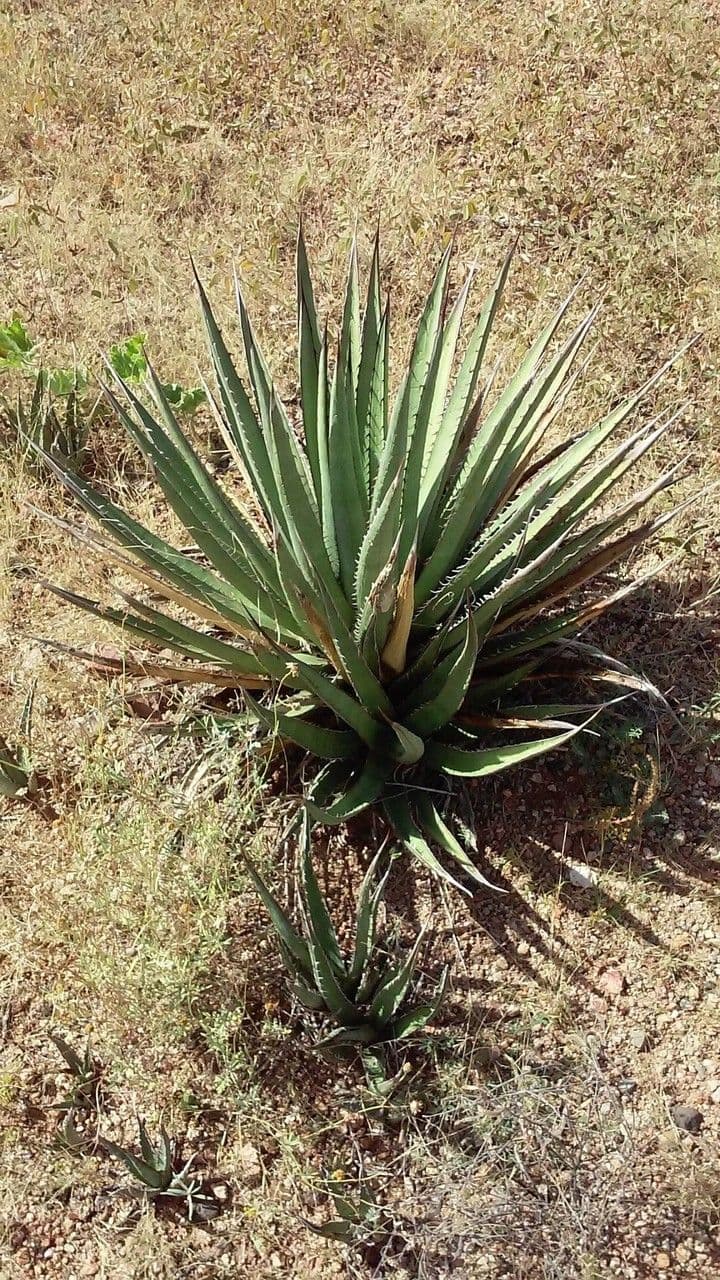 Agave lechuguilla 12