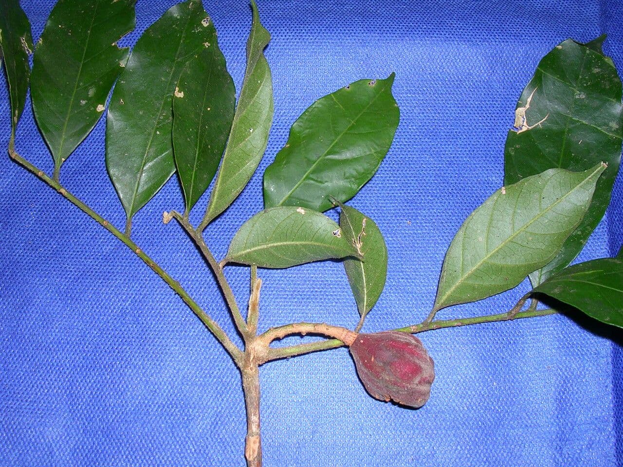 Großblättrige Guarea 9