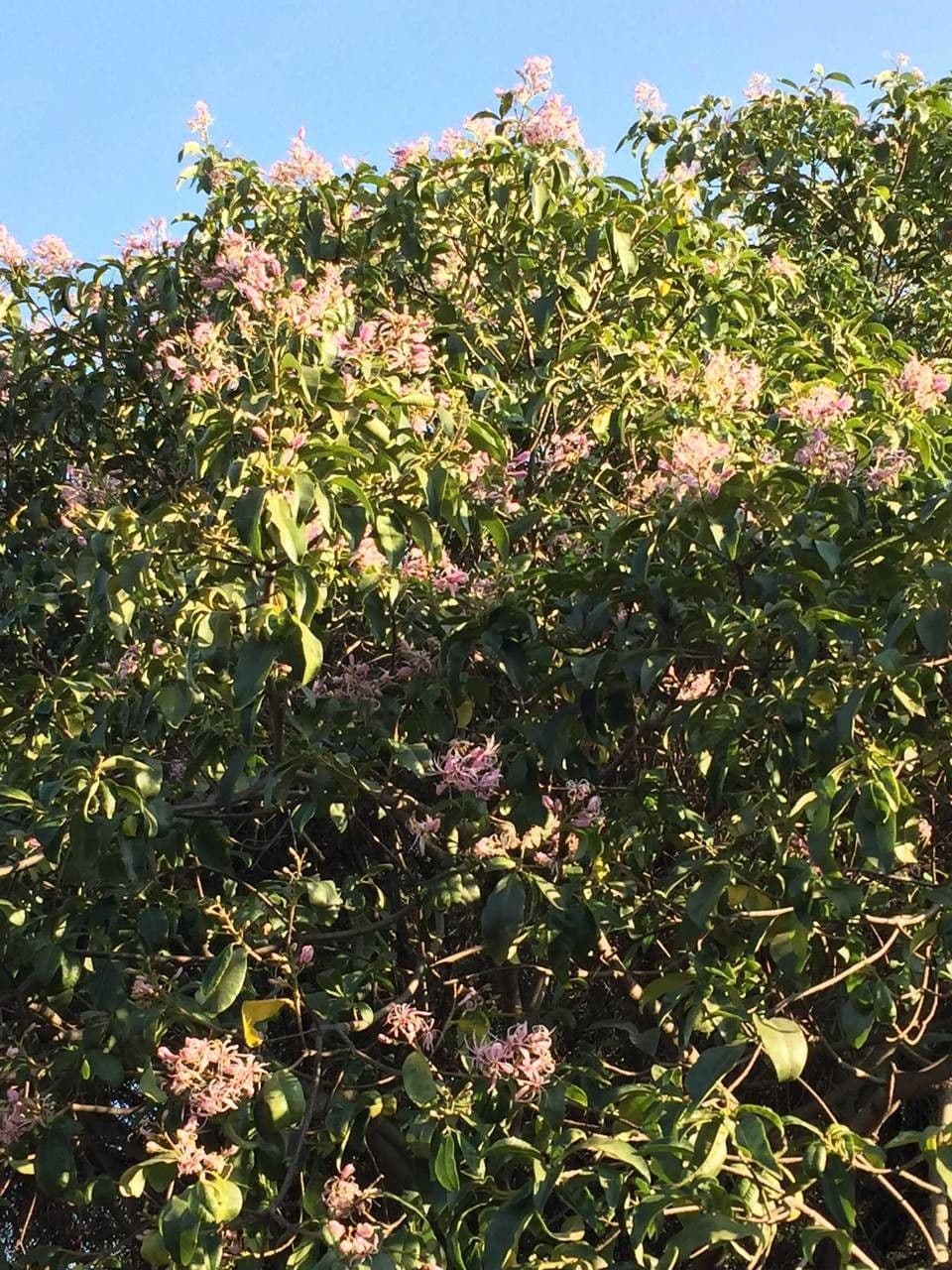 Calodendrum 13