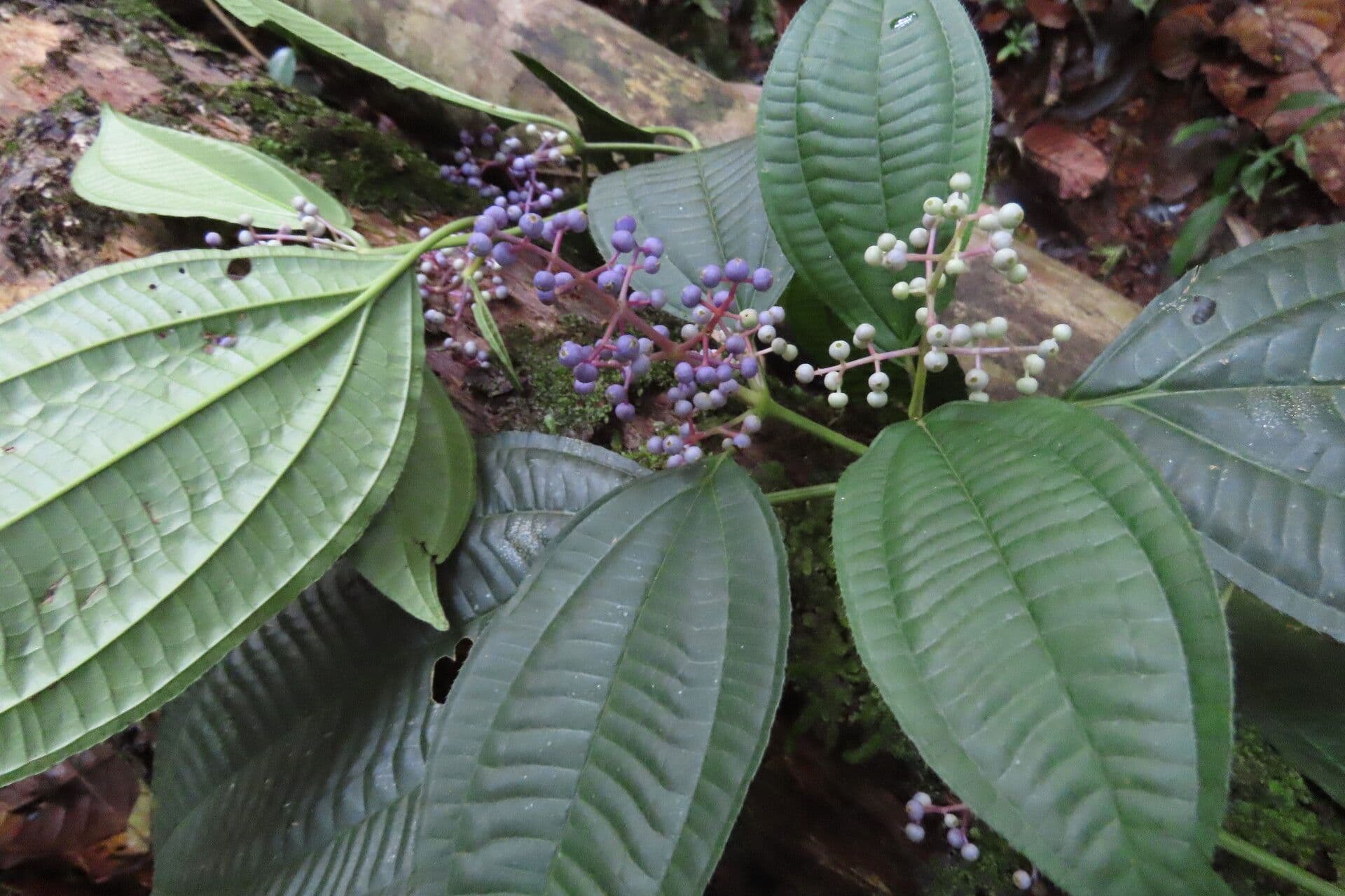 Miconia 7