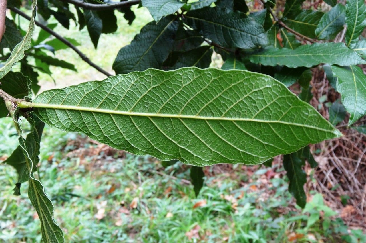 Dąb 9