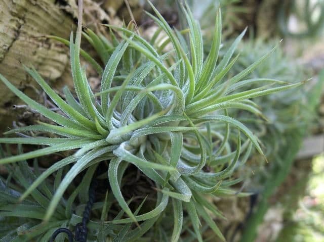 Tillandsia ionantha 7