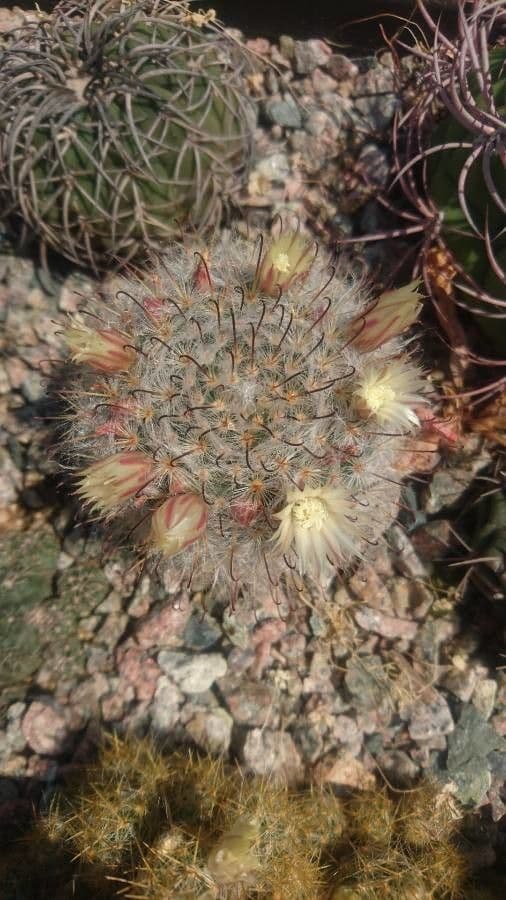 Cactus 5
