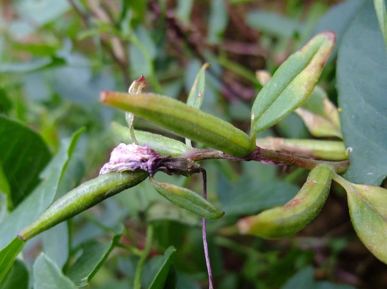 Clarkia 3