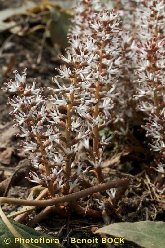 Pachysandra procumbens