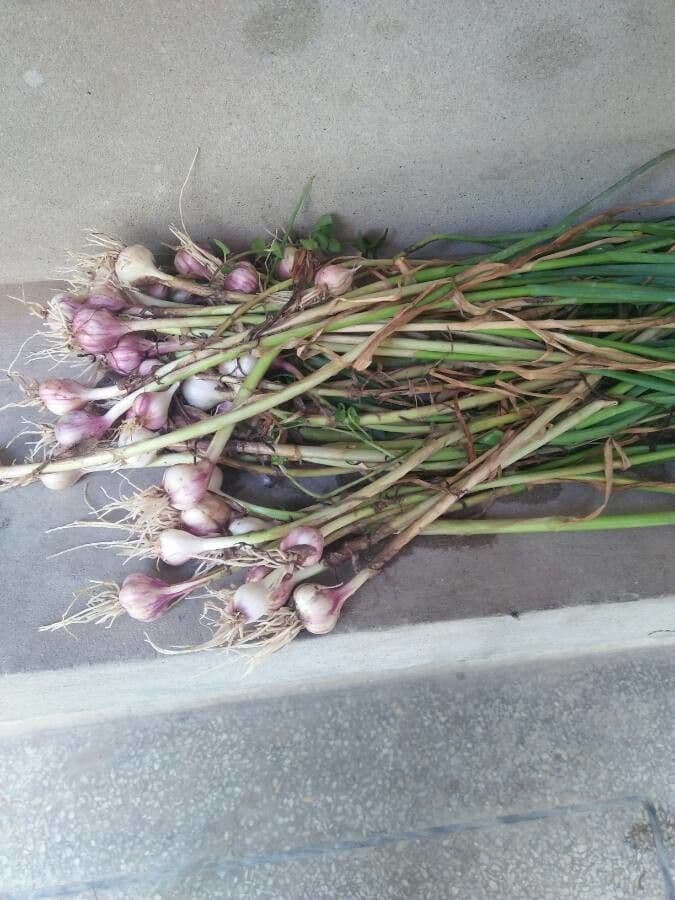 Aglio 2