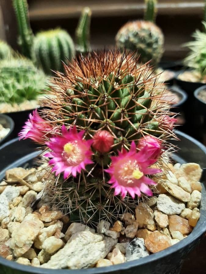 Cactus coussin de Backeberg 19