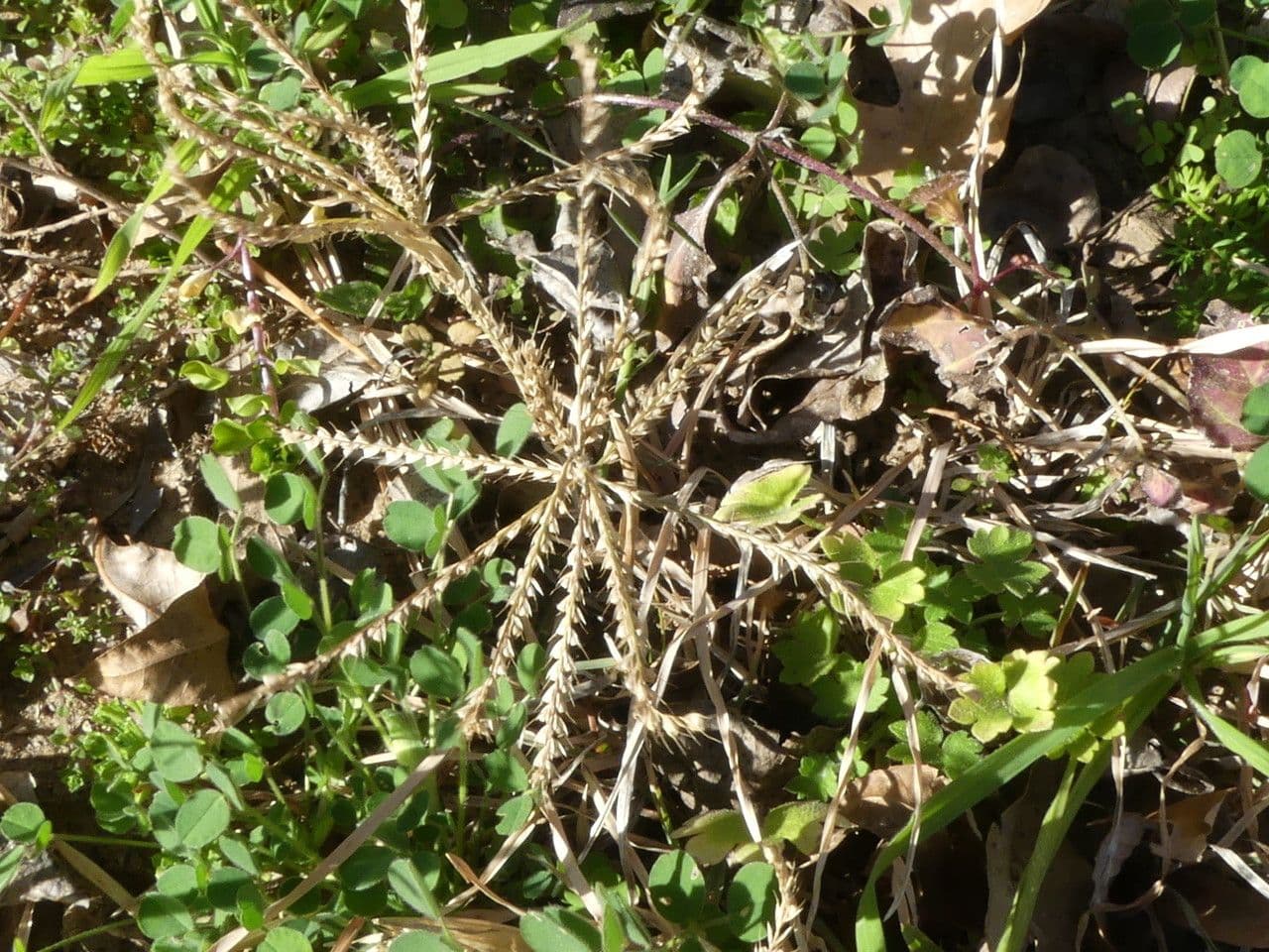 Chloris verticillée 6