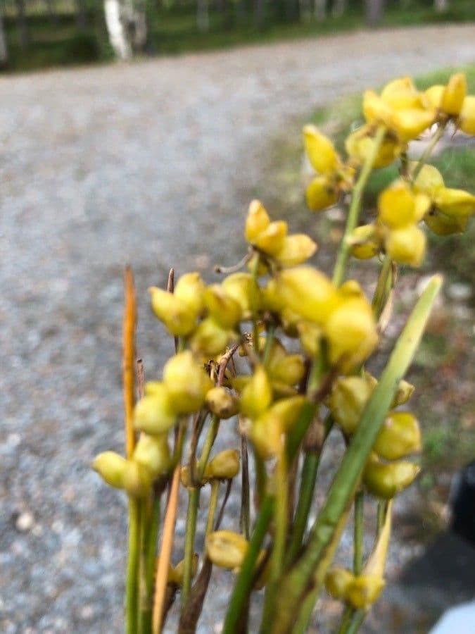 Blasenbinse 9