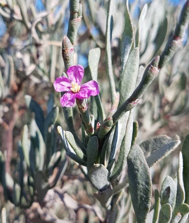 Limoniastrum monopetalum 7