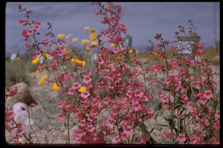 Penstemon di Parry 10