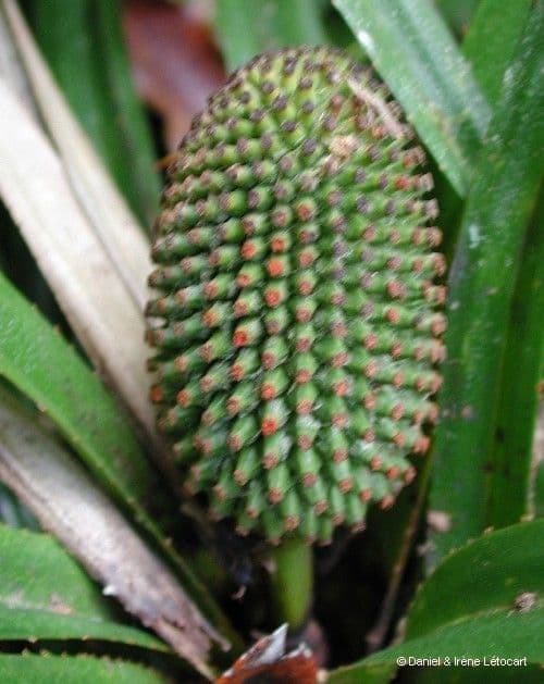 Freycinetia 4