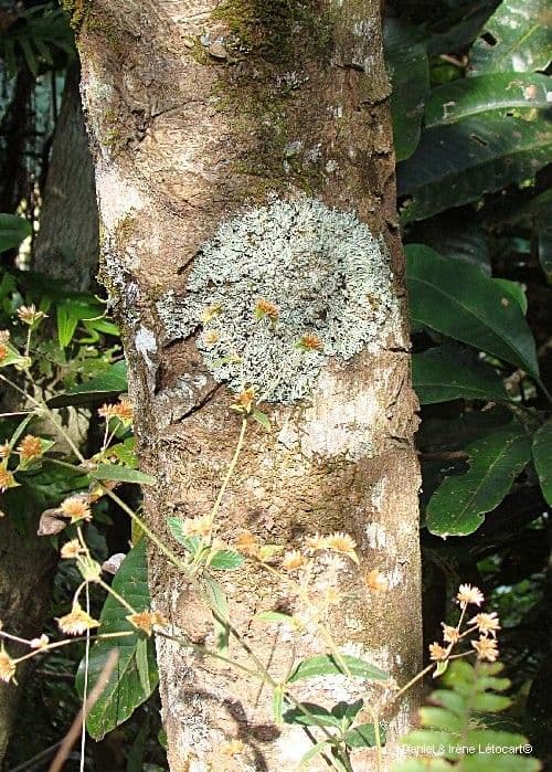 Cryptocarya 6