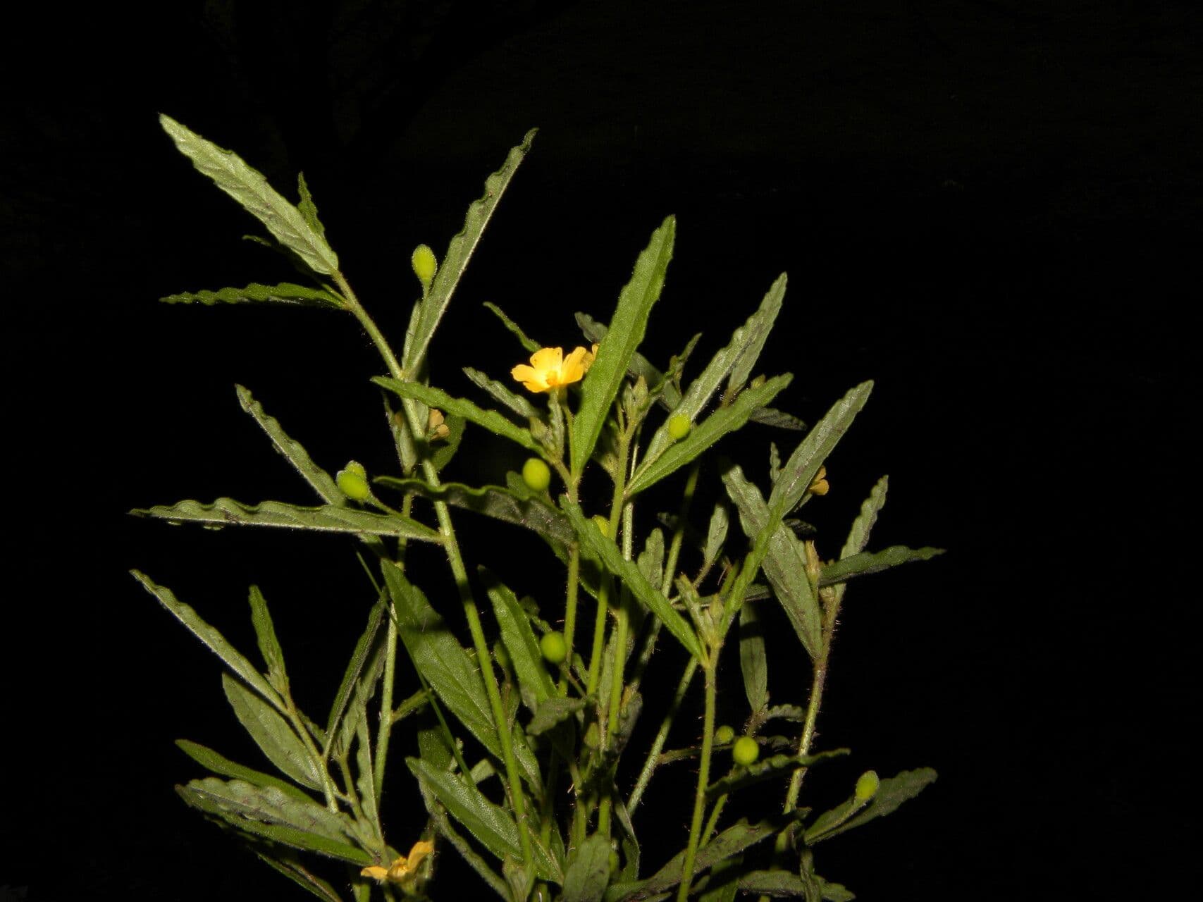 Piriqueta 7