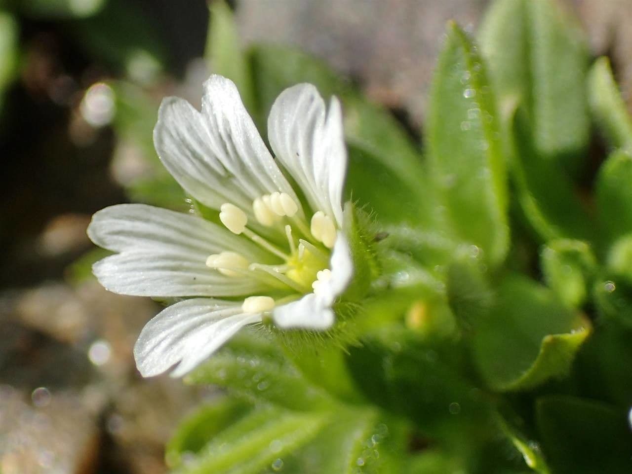 Cerastium 3