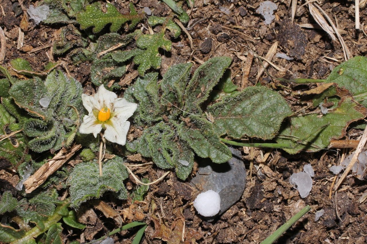 Solano 5