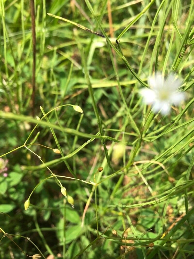 Estelaria