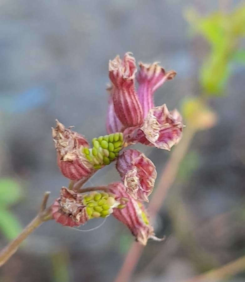 Cuphea pegajosa