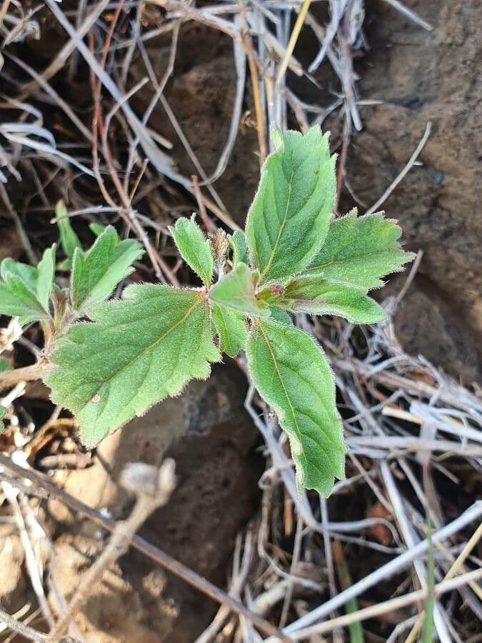 Chasmanthium 9