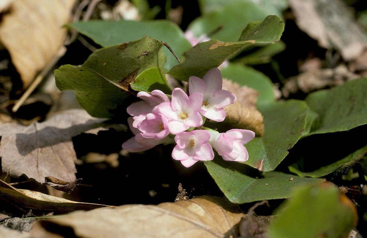 Epigaea repens 10