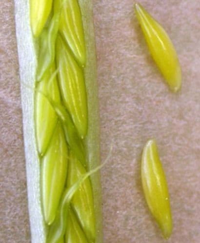 Zostera marina