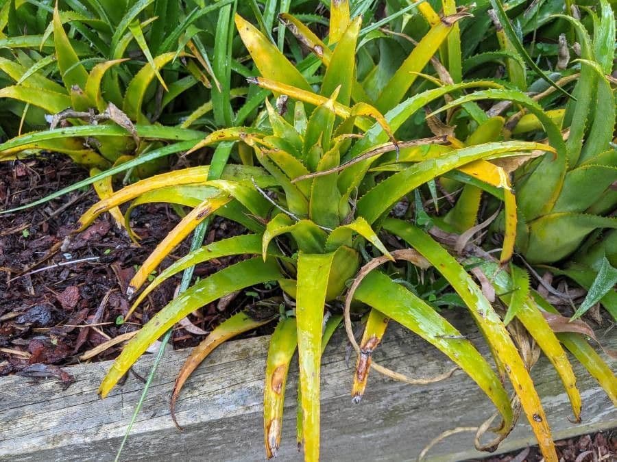 Bromelia 8