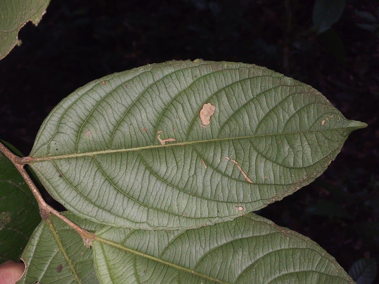 Casearia pitumba 4