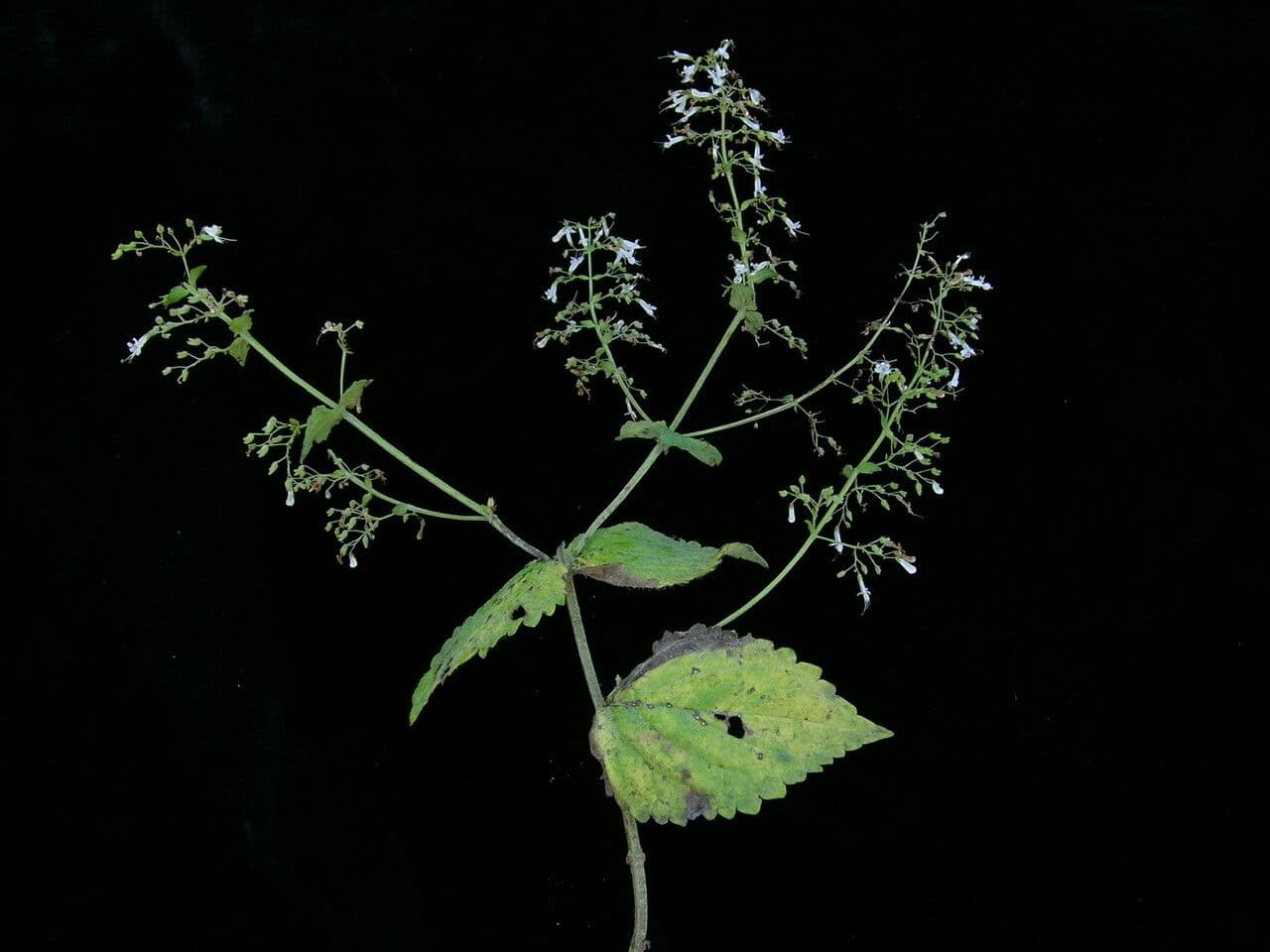 Isodon lophanthoides 4