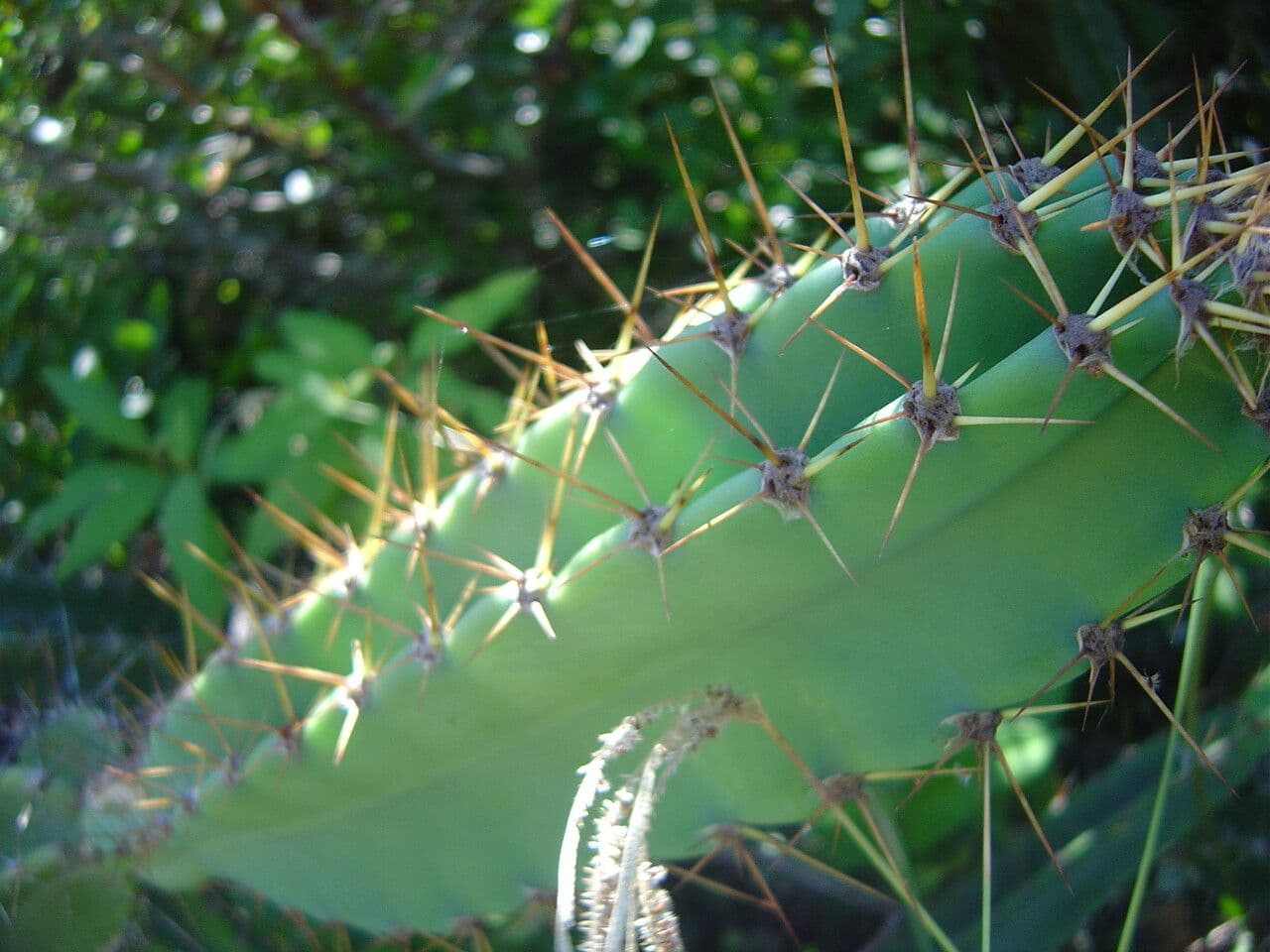 Cereus 5