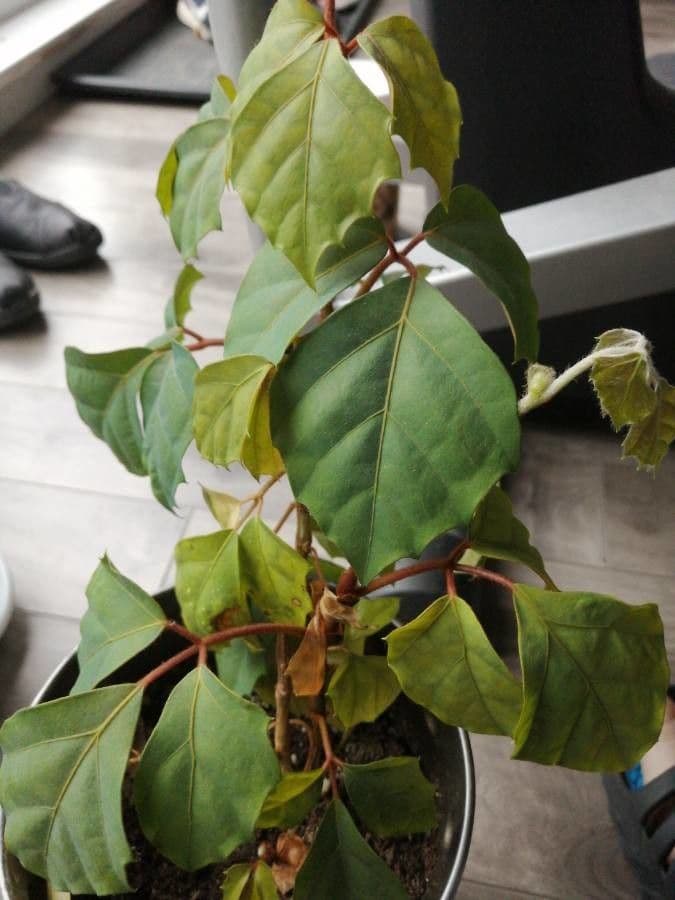 Cissus alato 9
