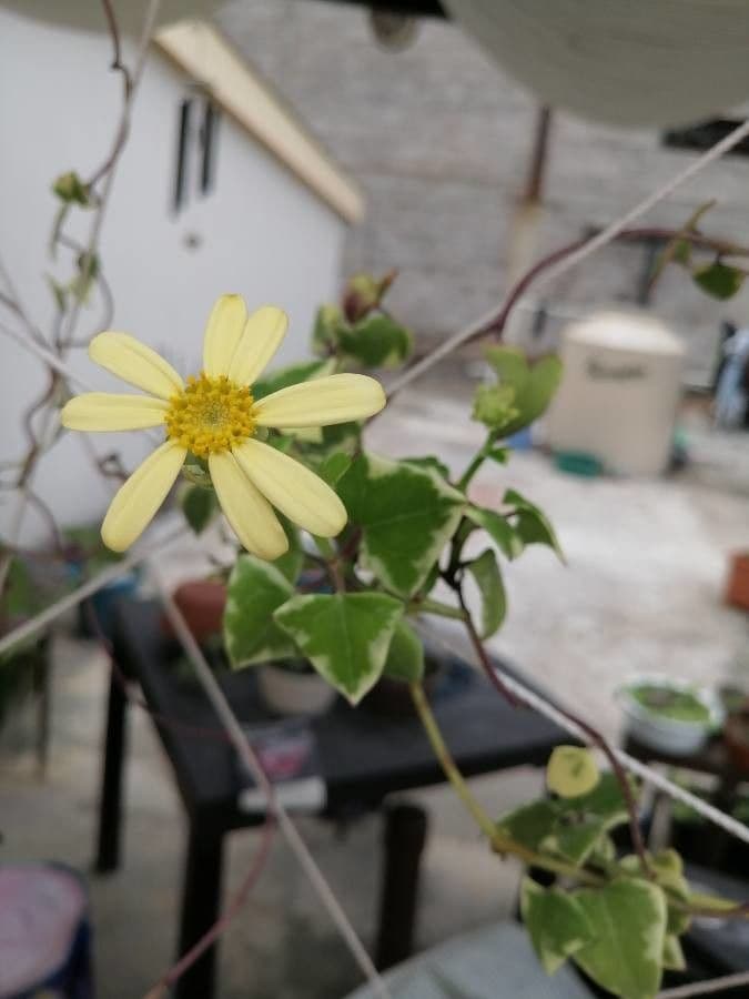 Senecio 5