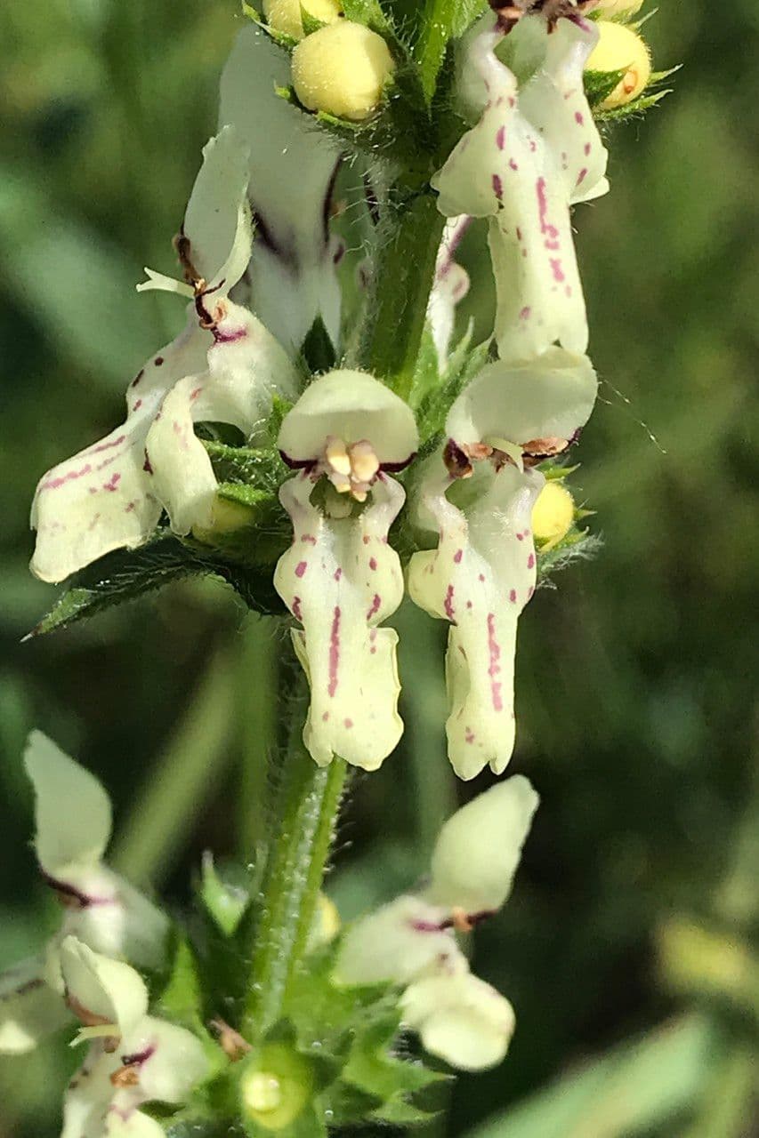 Stregona gialla 9