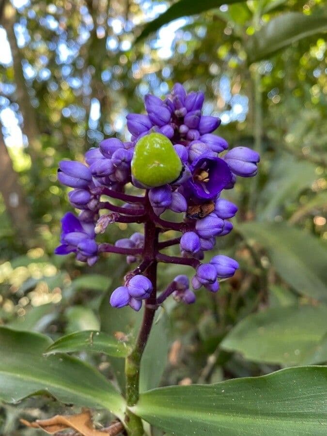 Dichorisandra