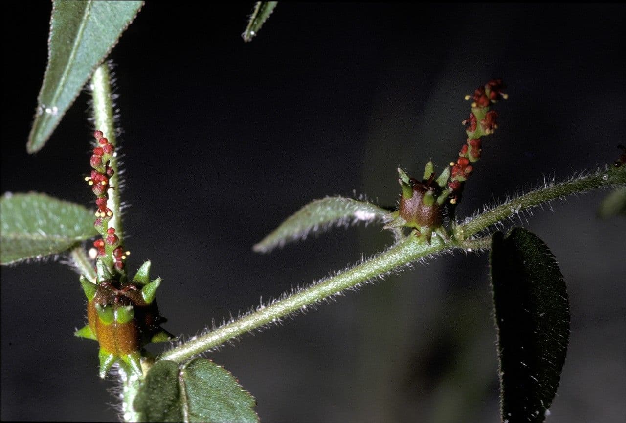 Microstachys corniculata 2