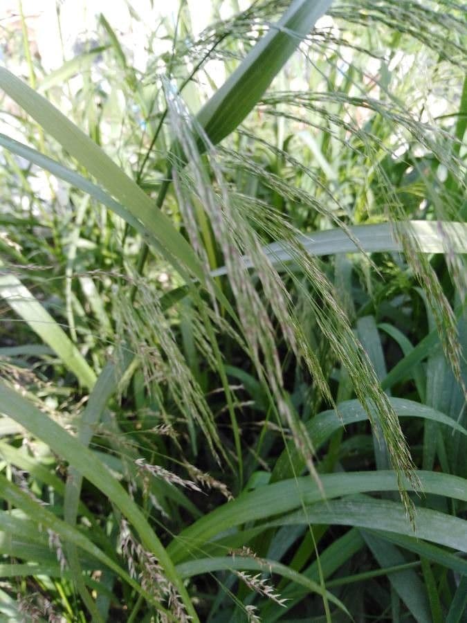 Eragroide giapponese 5