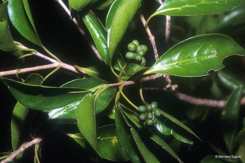 Tinadendron 7