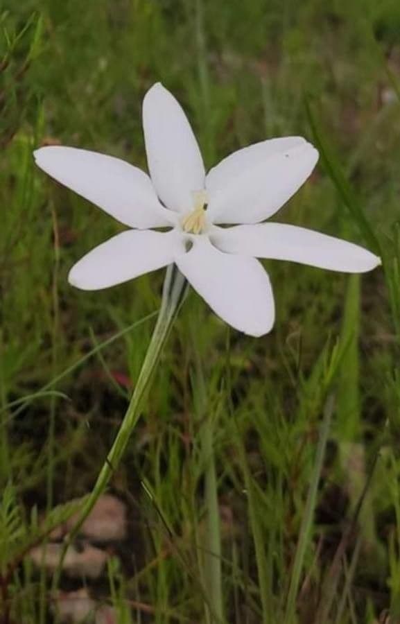 Milla biflora 5