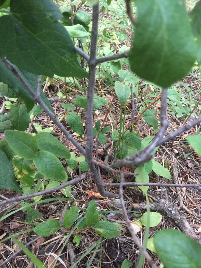 Clematide virginiana 25