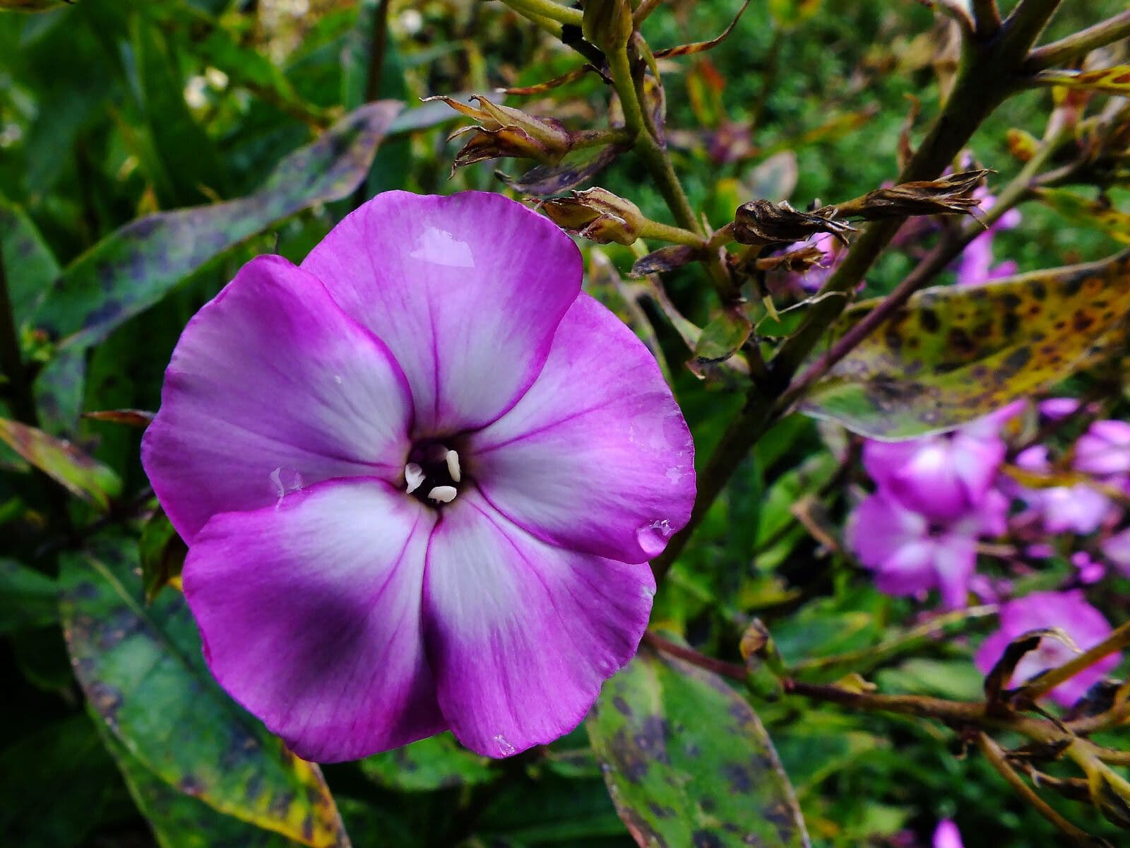Großblättrige Flammenblume 5