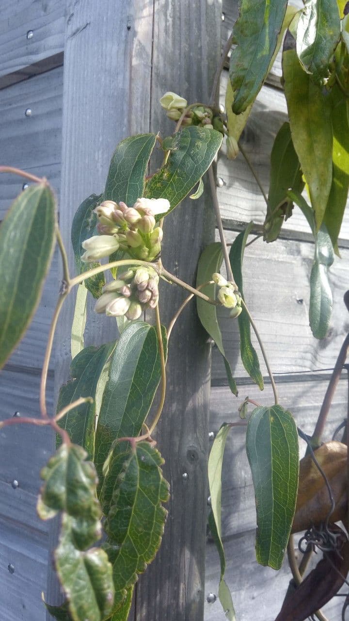 Clematis di Armand