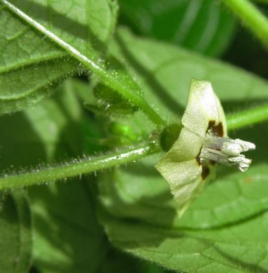 Physalis pubescent 21