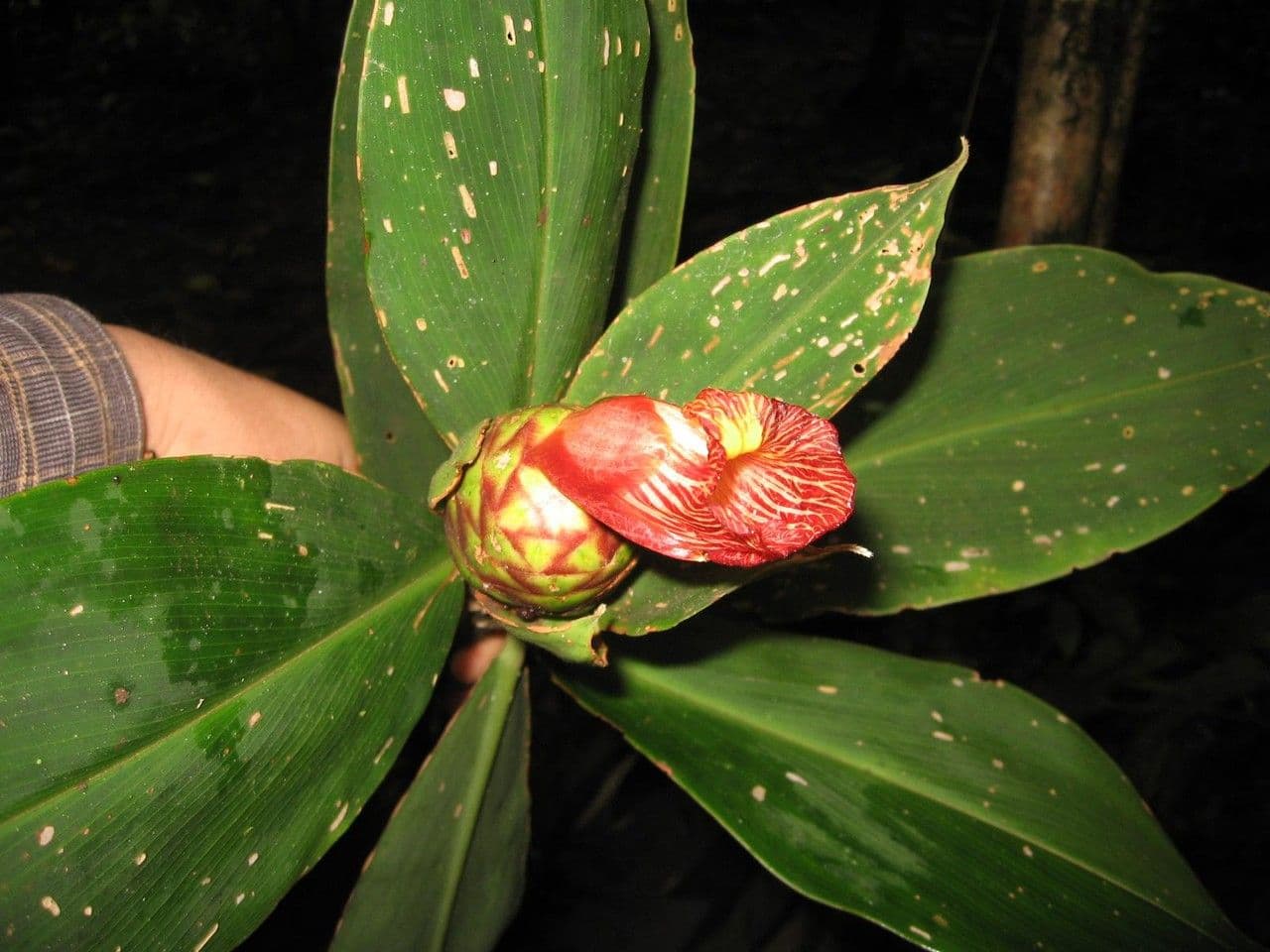 Costus liscio 19