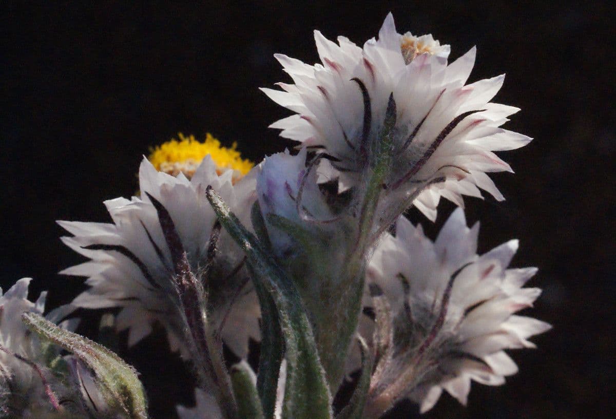Waitzia profumata 2