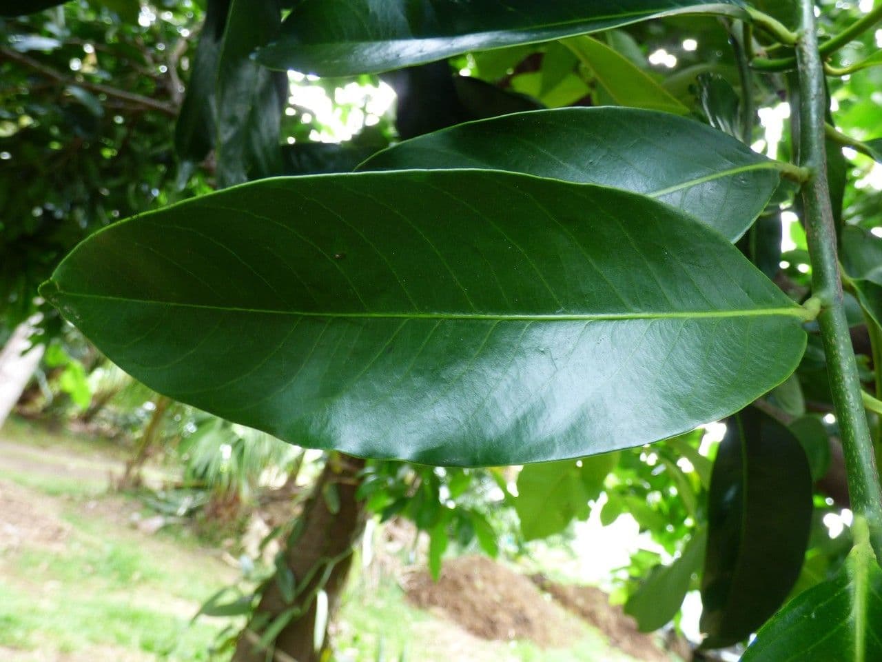 Cachi nero 12