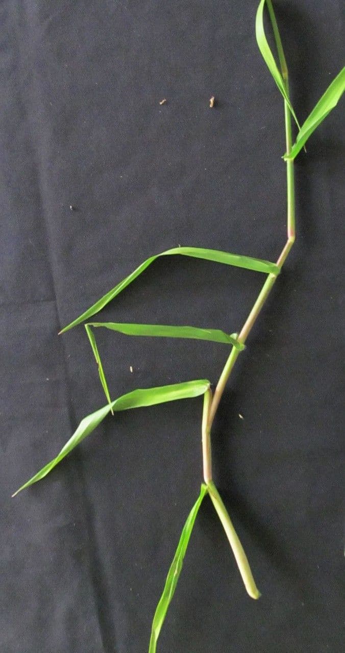Hymenachne amplexicaulis 2