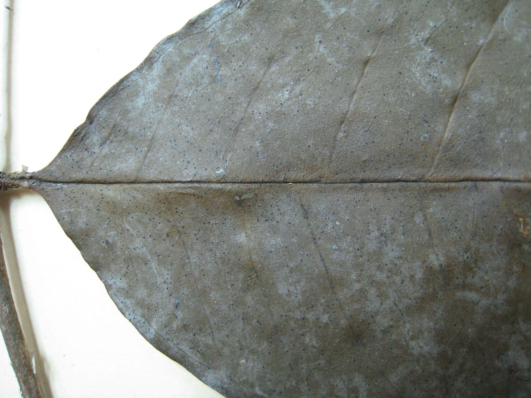 Myrcia 12