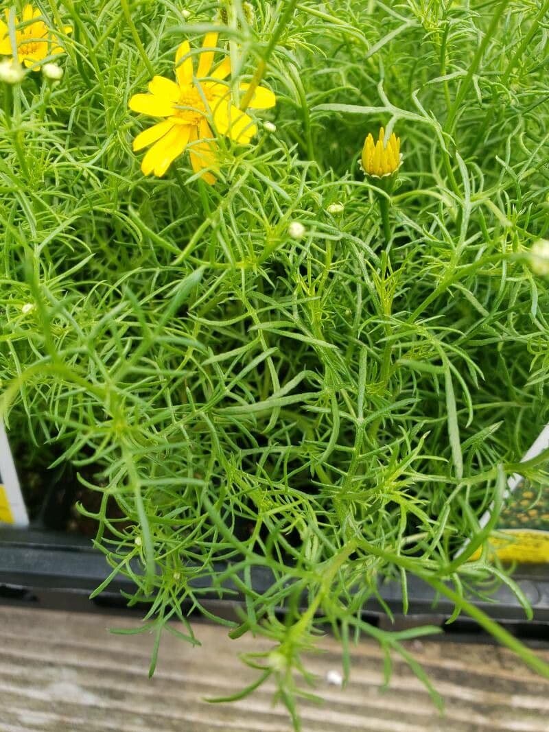 Thymophylla 13