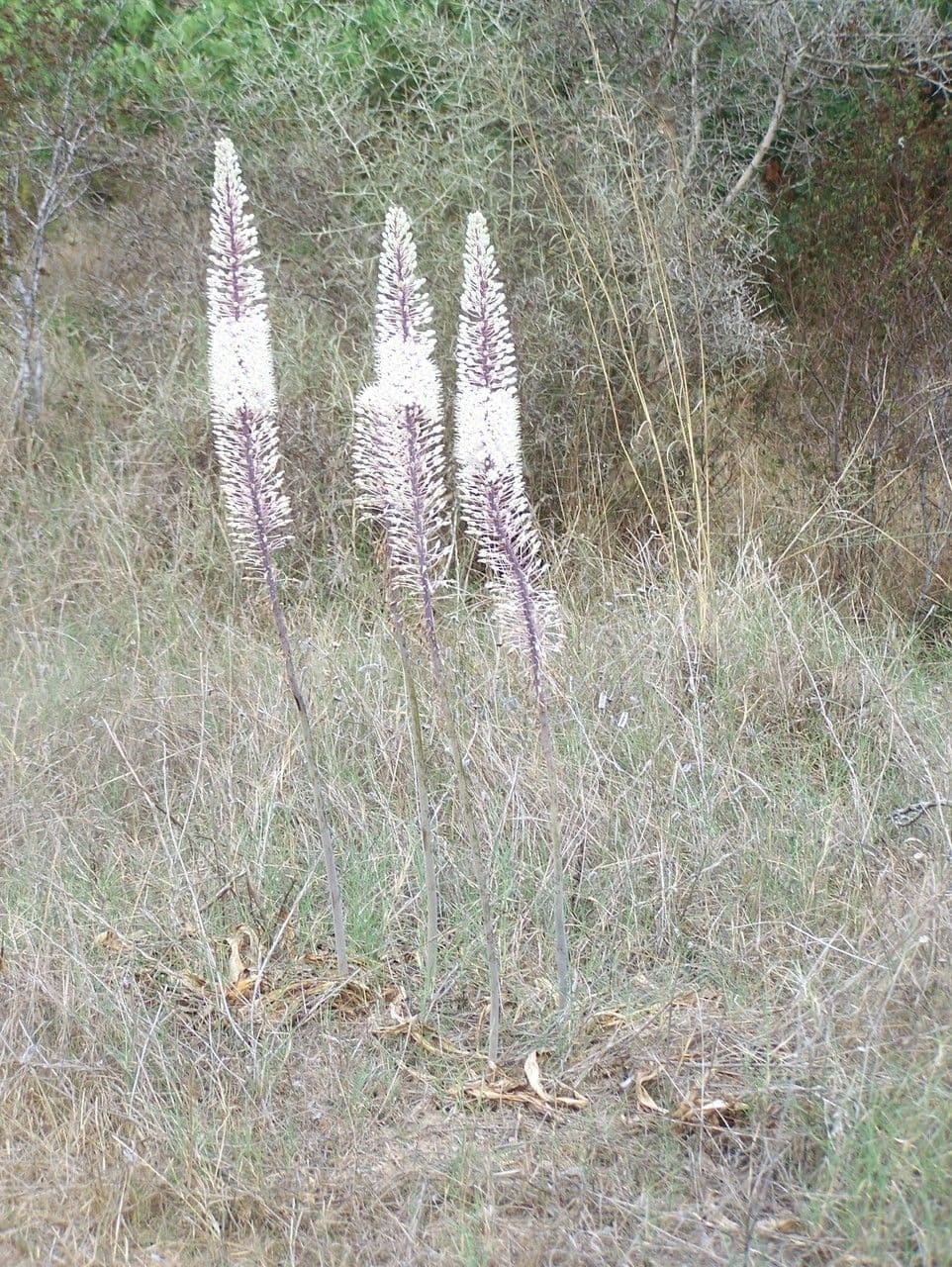 Drimia 6