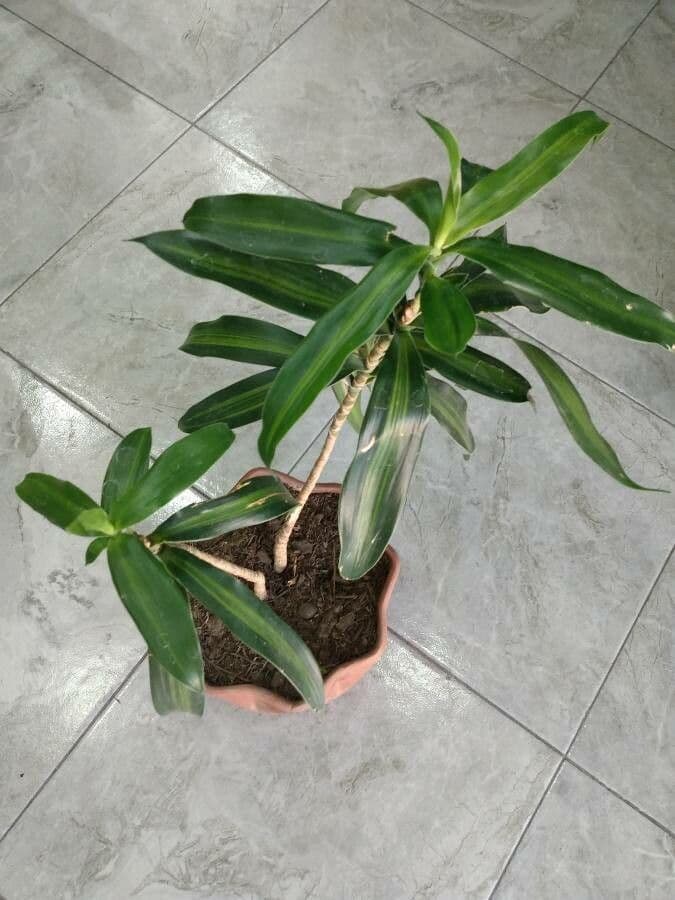Schmalblättriger Drachenbaum 5