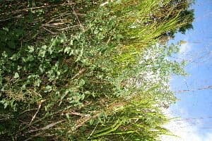 Crotalaria incana 12